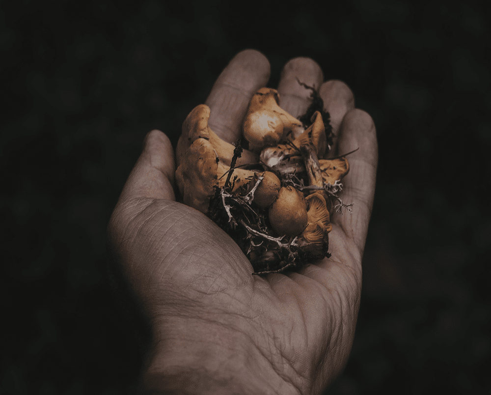 Can I pick magic mushrooms in the wild and eat them? Can I pick magic mushrooms in the wild and eat them?
